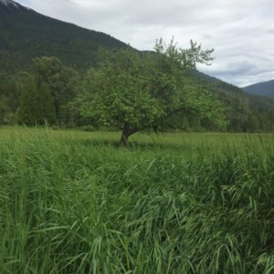 Regional District Park Regional District Park